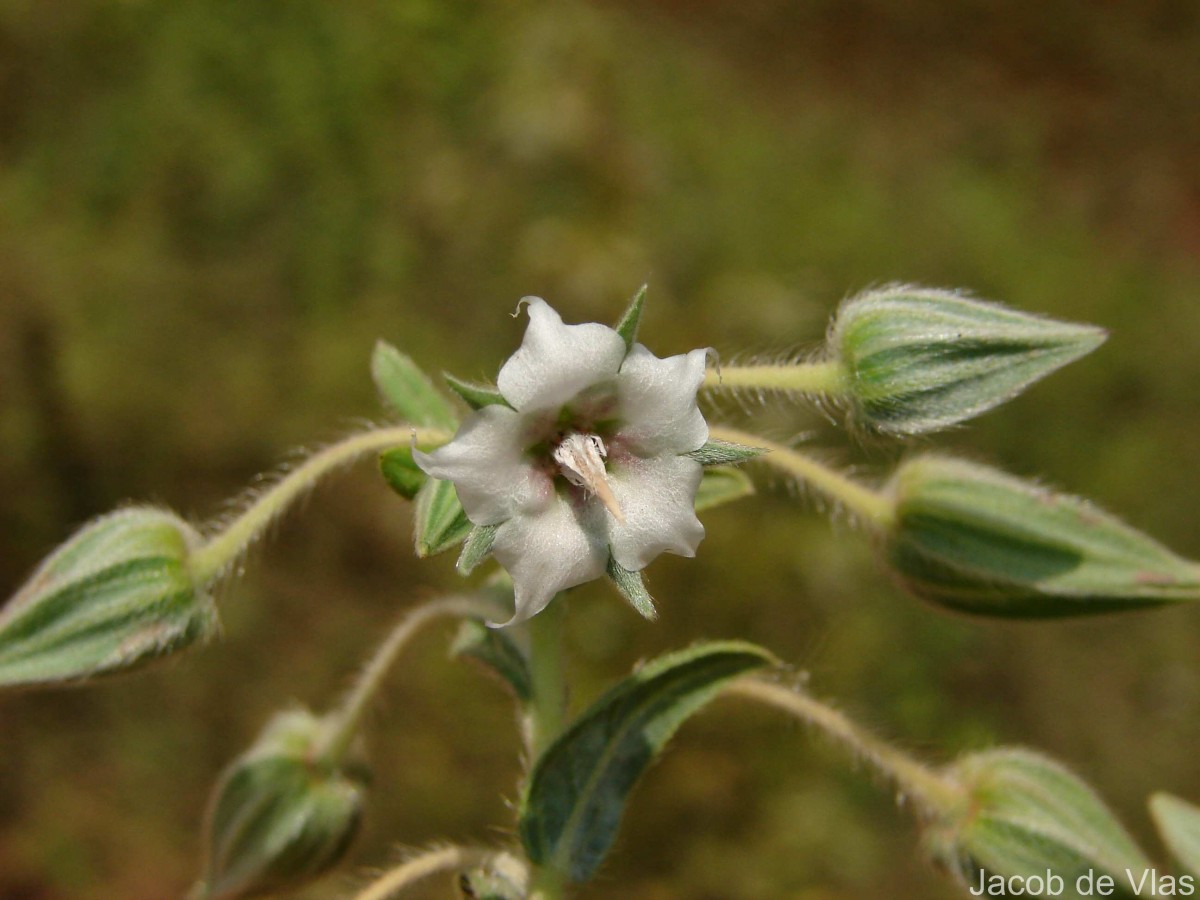 Trichodesma zeylanicum (Burm.f.) R.Br.